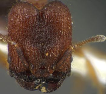Media type: image;   Entomology 34282 Aspect: head frontal view